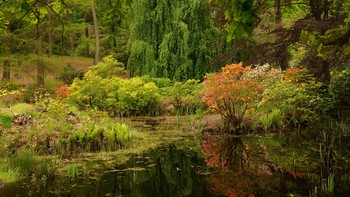 Blumendschungel / Rhododendroninsel
