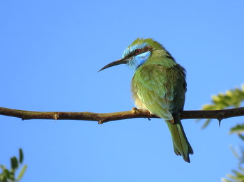 European bee-eater / ***