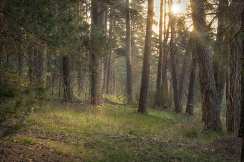 Mai ist der Wald / ***