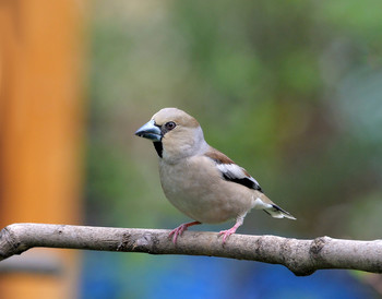 Grosbeak / ***