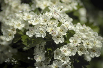  / Weißdorn in Blüte