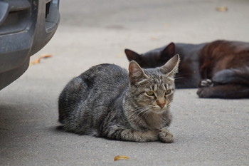 Street / Serednikivo-manor park, Moscow region, Russia