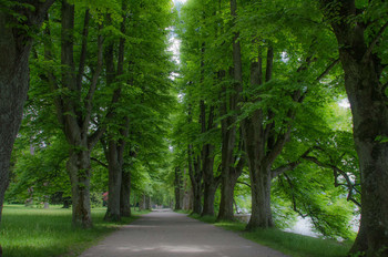 Lindenbaum Allee / ***