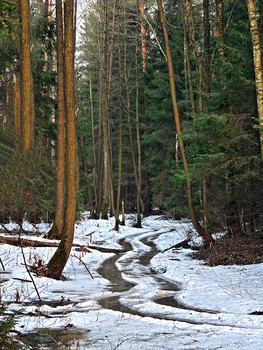 Winterwald / ...