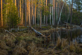 In the last rays / ***