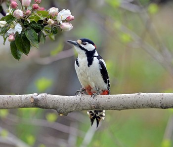 Woodpecker / ***