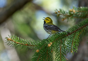 Black-throated green warbler / ***