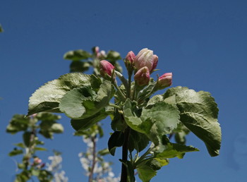 Blühende Kirsche / ***