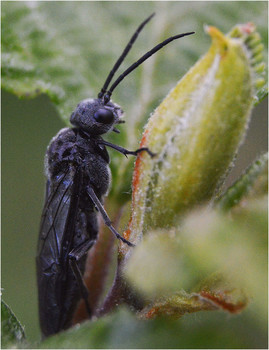 Vor dem Zubettgehen. / ***