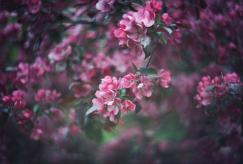 Spring / Helios 40-2