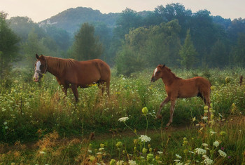 in the morning mist / http://www.youtube.com/watch?v=KYty7DLBAZA