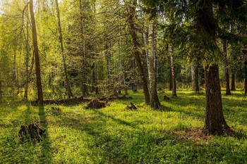 Spring Forest / ***