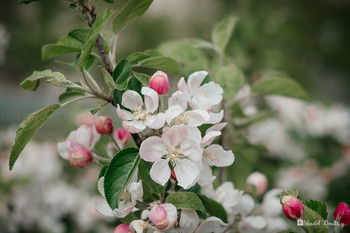 Apple / ***