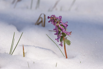 Winter Frühling / ***