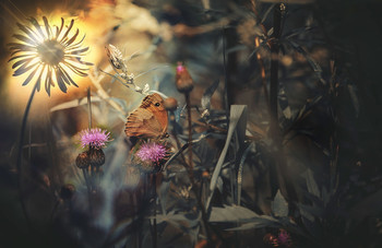 &nbsp; / Secret of the land...