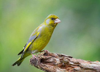 Yellow Wagtail / .....