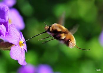Kolibri :) / Bei der Fotojagd ist mir so ein Kolibri vor geflogen.....:)))))