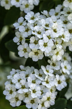 Spirea Blooms / This Spirea bush was absolutely full of beautiful blooms
