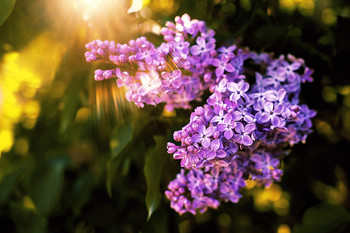 lilac / ***