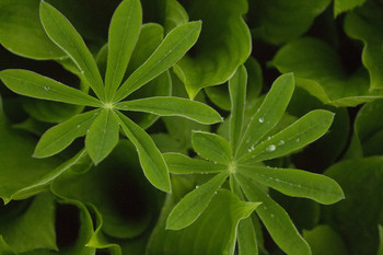 Greens / ***