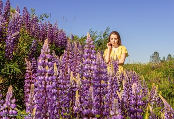 Lupins / ***