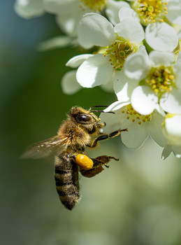 honey bee and mayday flower / Mayday trees have special friends, but only for a week.