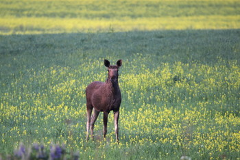 Pashkevich68 / Pashkevich68