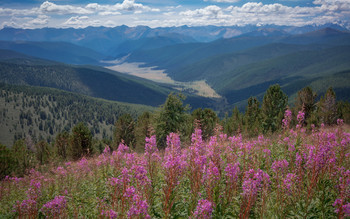 Flowers and mountains ... / ***