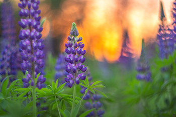 The beginning of summer / ***
