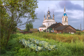 About cabbage / ***