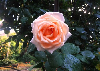 After the rain / ***