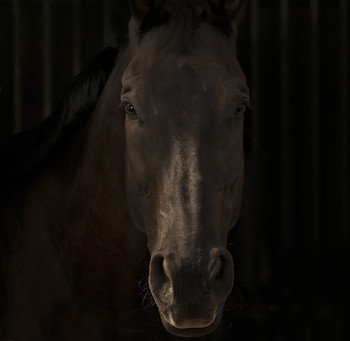 Porträt eines Pferdes / ***