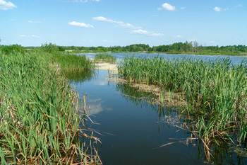 Forest Lake / ***