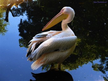 Pelican / ***