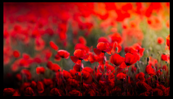 Red beauty / Mohnfeld