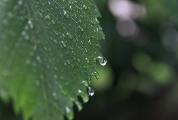 Nach dem Regen / ***