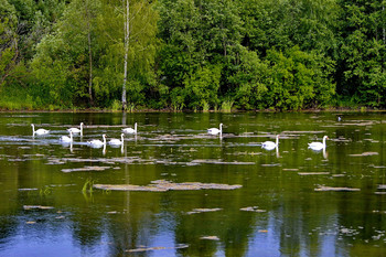 Swan Lake / ***