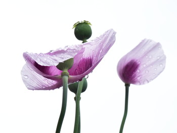 Regenwetter / Mohnblüten und Regentropfen, in einer kurzen Regenpause fotografiert