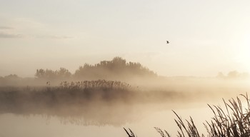 Foggy World / ***