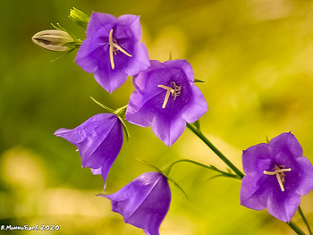 Bells / ...