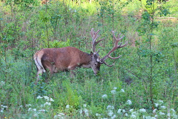 Pashkevich68 / Pashkevich68