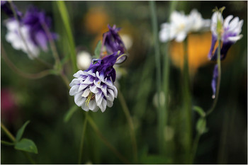Aquilegia / ***