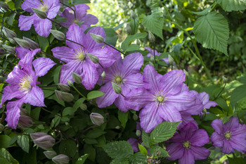 Klimatis / ***