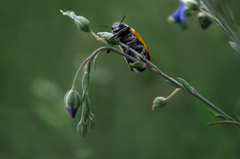 &nbsp; / nature, insects