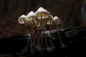 In the moonlight ... / ***