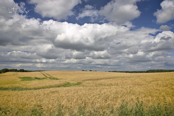 Was für ein Himmel... / Ein Gerstenfeld mit starken Wolken.