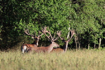 Pashkevich68 / Pashkevich68
