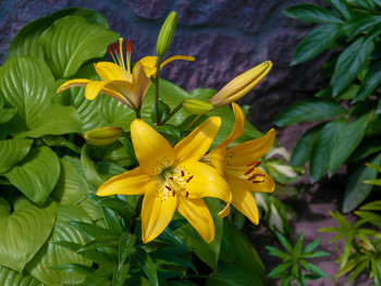 Lilies / ***