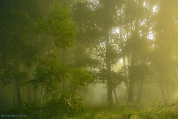 Morning in the forest / ...
