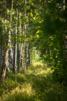 Woodland scenery / ___